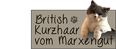 British Kurzhaar Katzen