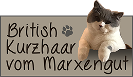 British Kurzhaar Katzen